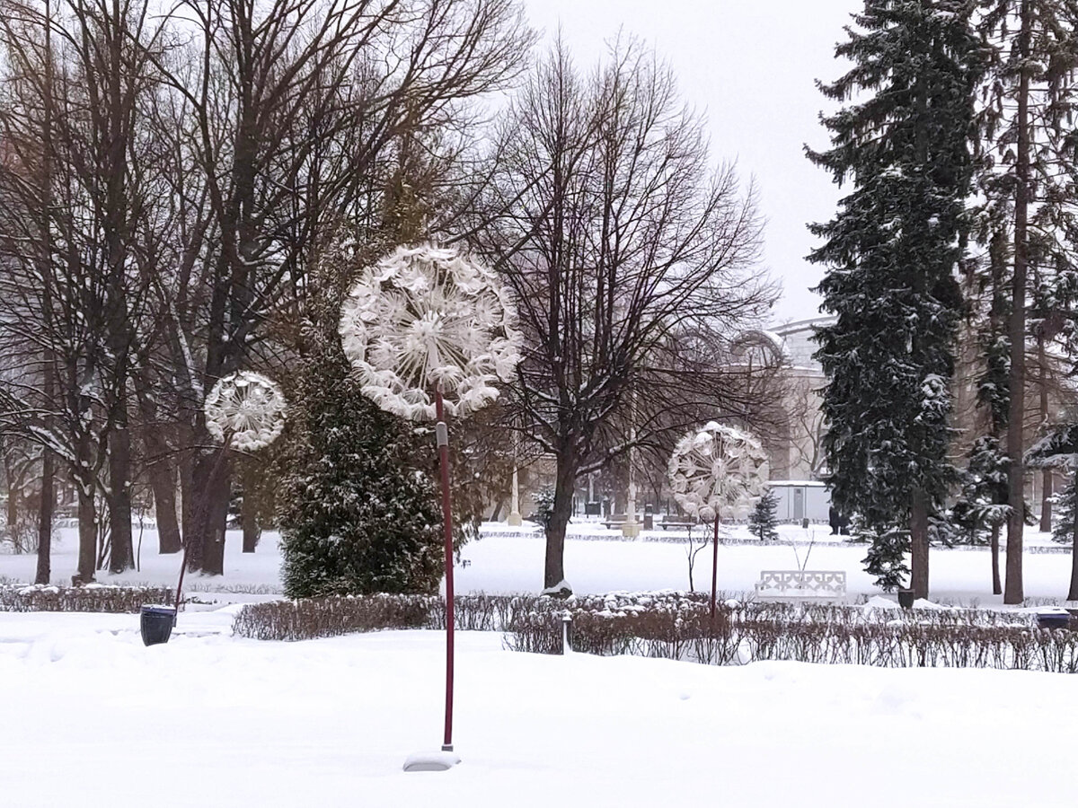 Посмотрите на это чудо: одуванчики зимой!