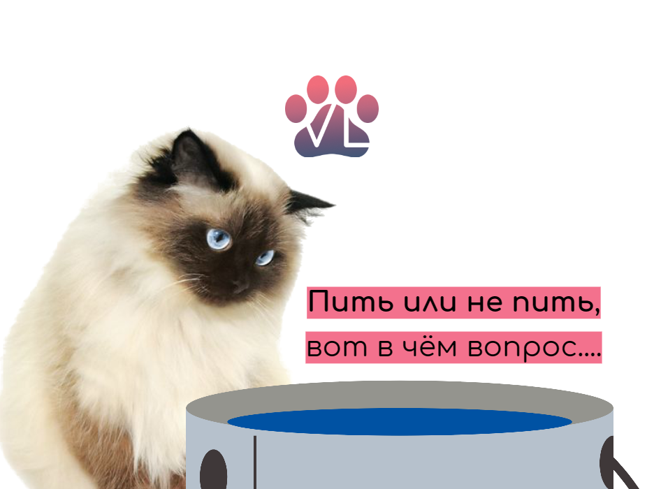 Как заставить котенка есть