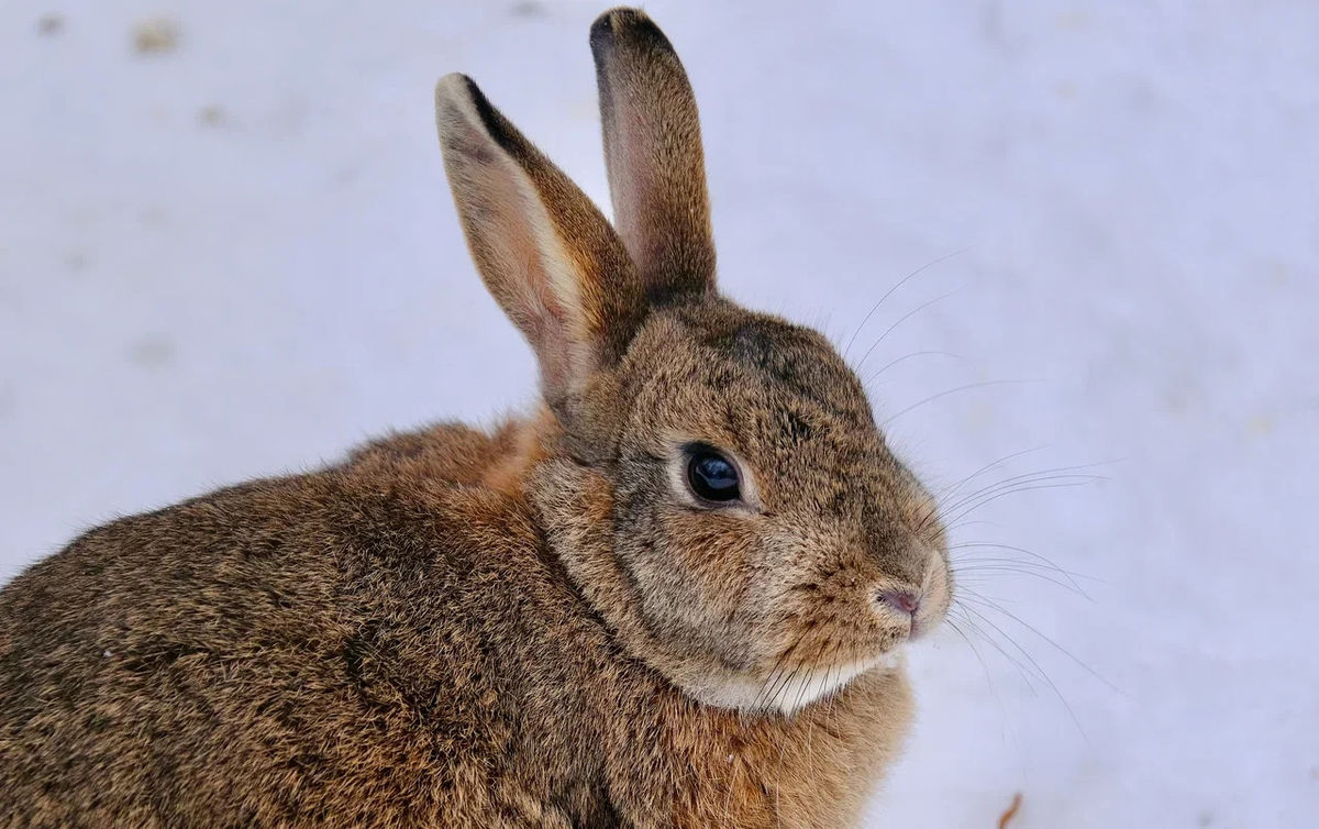 День зайца 2022. Зайцы 2022. Синий кролик поделка. Заяц в забайкальском крае. Новогодние подарки 2022 заяц.