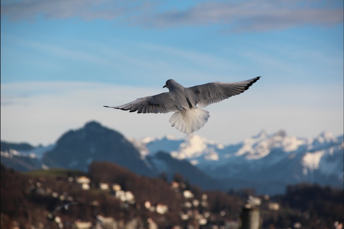 Фото из открытых источников. 