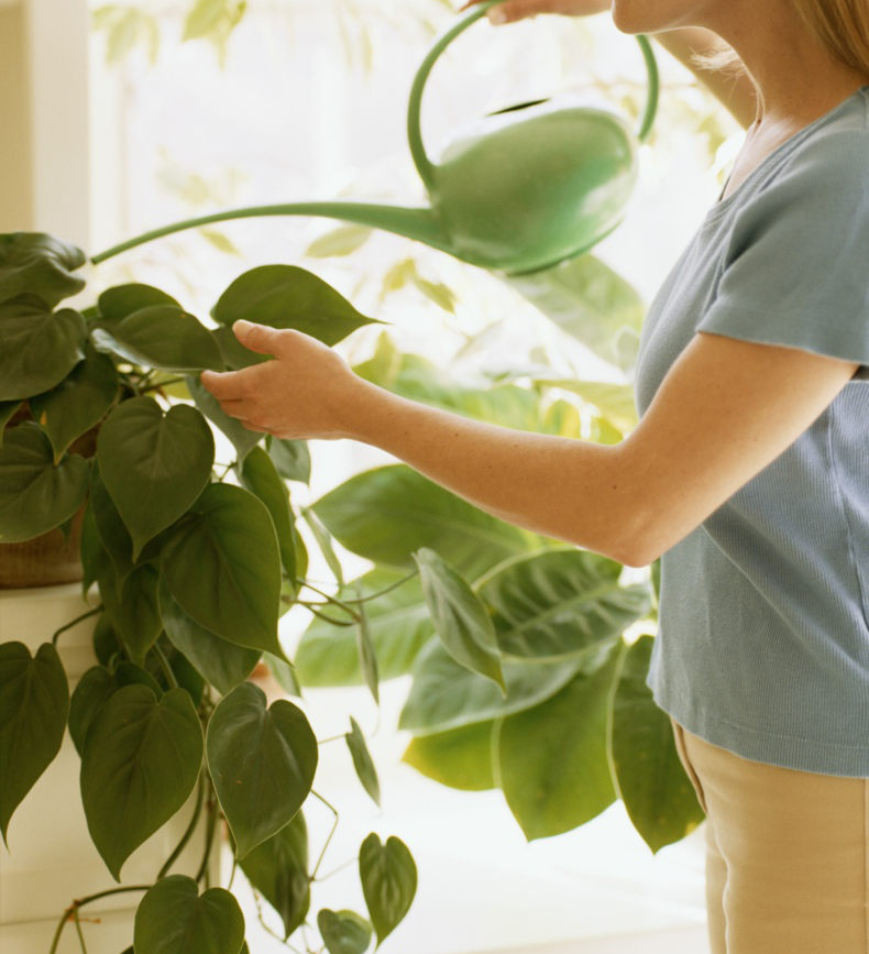 Как часто поливать женское. Спатифиллум полив. Лучшие комнатные растения. Спатифиллум опрыскивание. Ухаживание за домашними растениями.