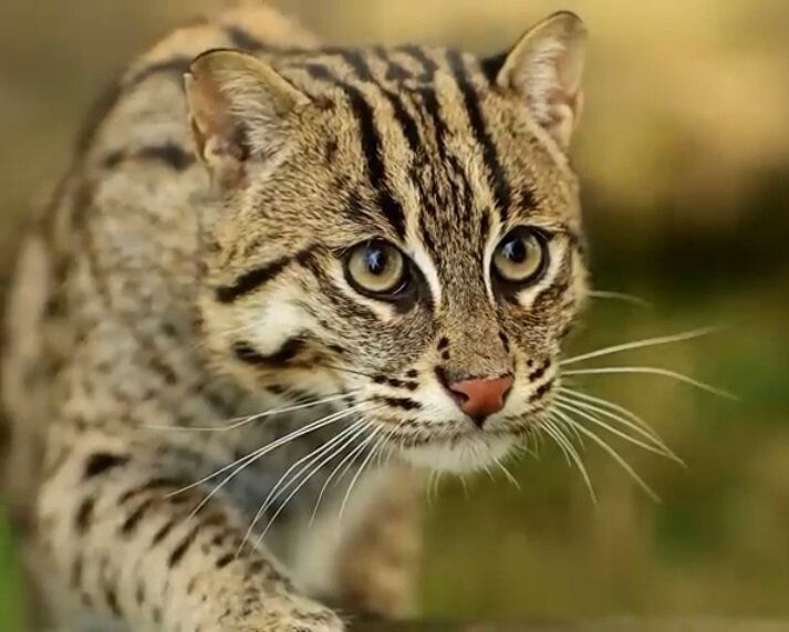 (Фото из общедоступных интернет-источников).