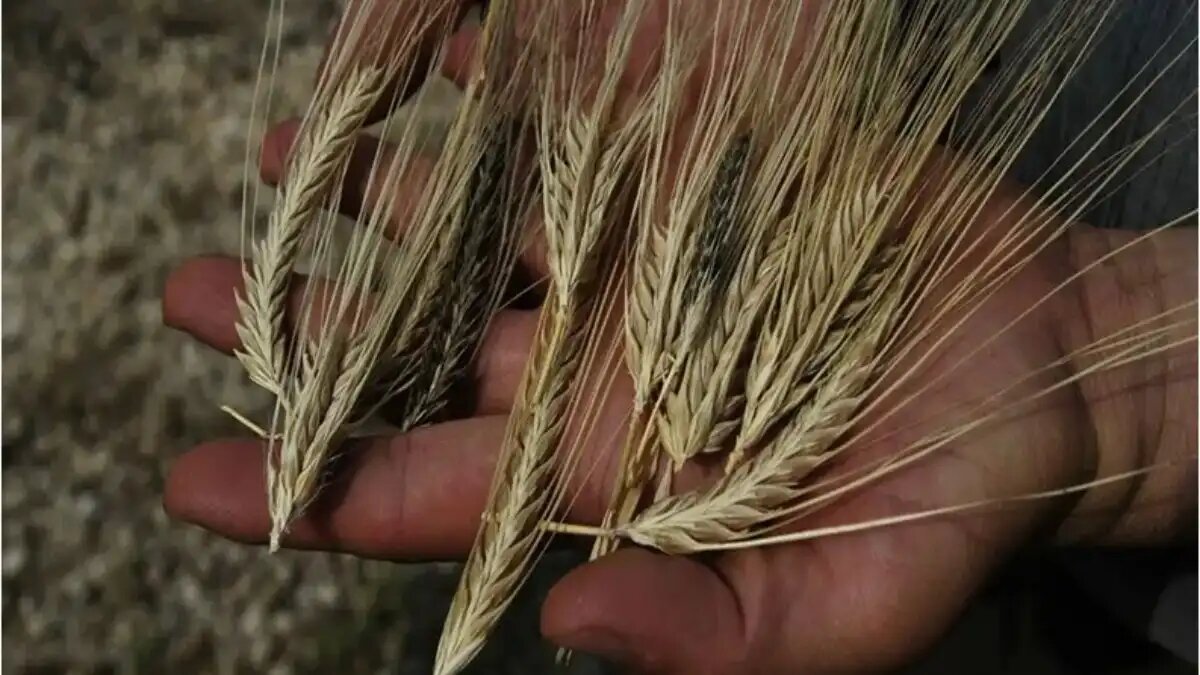 Фото:пресс-служба Омского АНЦ