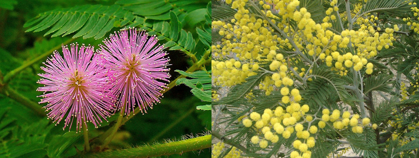 Мимоза стыдливая. Акация серебристая. Из википедии. 