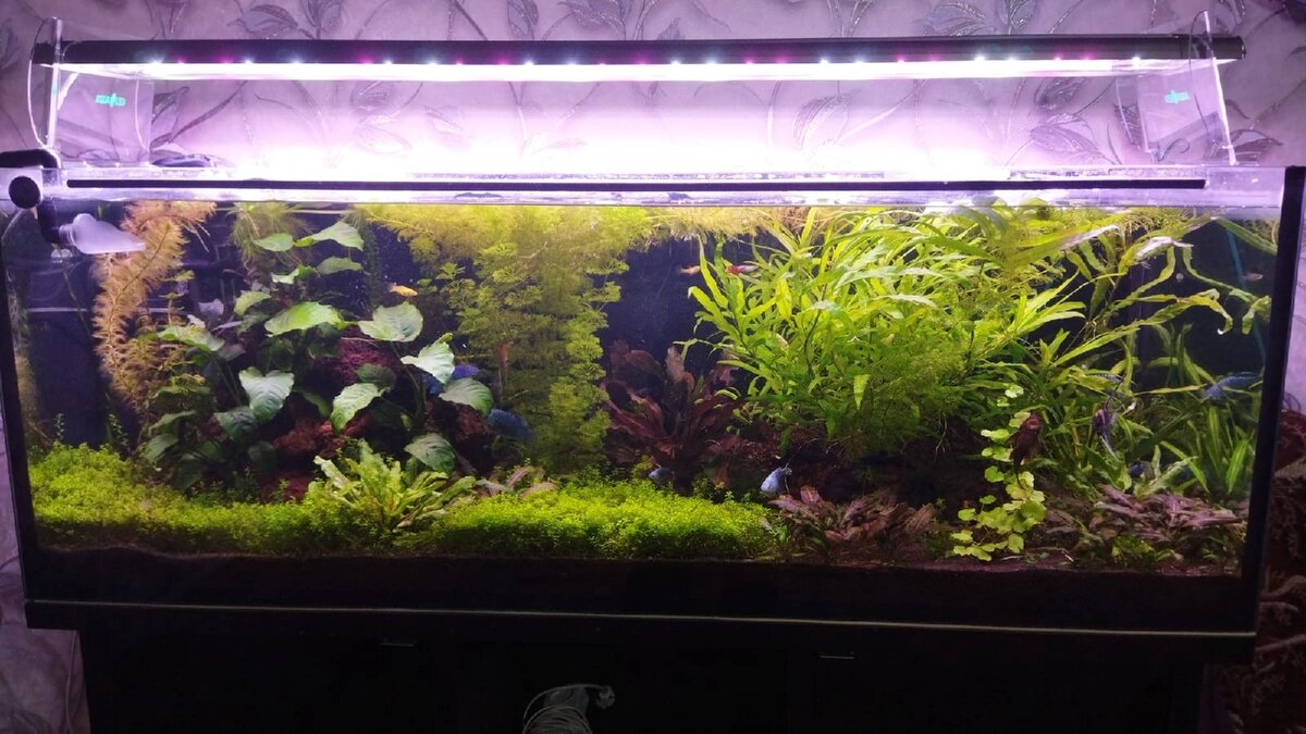 мой любительский аквариум - травник