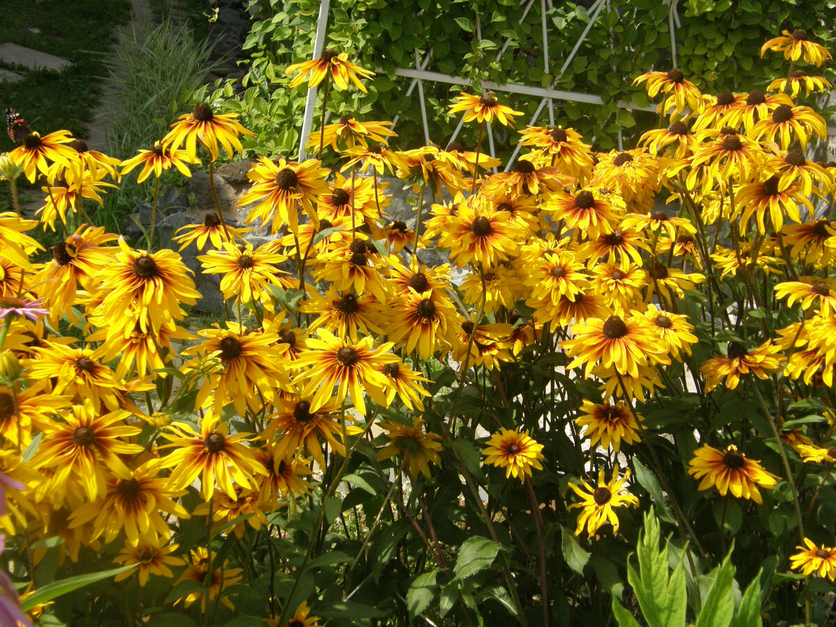 Ну кто еще, так дружно-пышно-солнечно! Фотографии в тексте - мои.