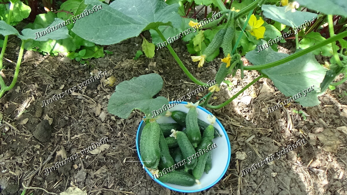 Огурец КУРАЖ - партенокарпический. Не требует опыления, как такового. В плодах таких огурцов практически не бывает семян или же они находятся в зачаточном состоянии. 