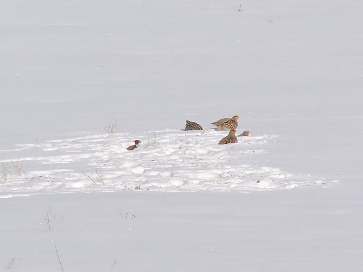 Серые куропатки на заснеженном поле