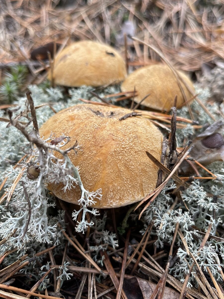 Маслёнок (моховик) желто-бурый (Suillus variegatus) | Грибы и их виды  (Поющий грибник) | Дзен