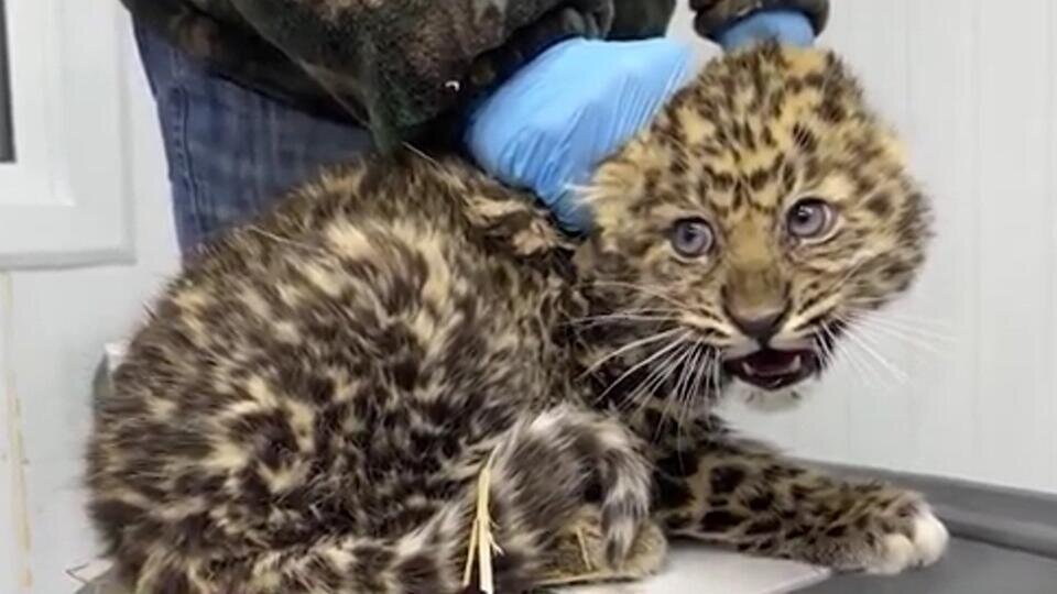 Фото: © Скриншот видео