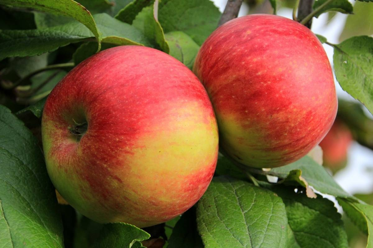 Сорт джонатан. Яблоня джонатан. Сорт яблок джонатан. Яблоня джонатан. Сорт джонатан.