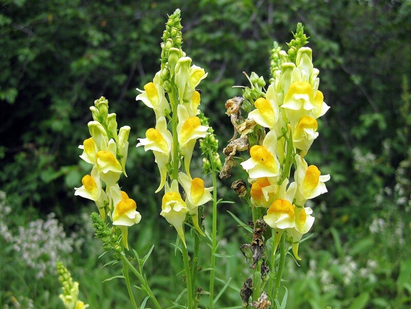 Полезен обыкновенный. Льнянка обыкновенная Linaria vulgaris. Льнянка обыкновенная (Linaria vulgaris Mill.).. Льнянка обыкновенная (Linaria vulgaris) цветок. Львиный зев льнянка обыкновенная.