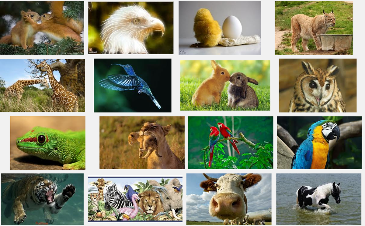 Все животные с названием и фото