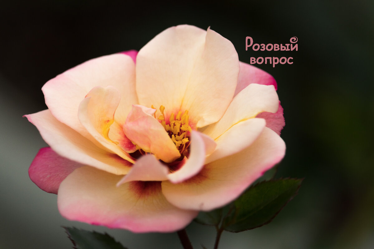 Моя роза Алиссар, принцесса Финикийская (Alissar, Princess of Phoenicia).