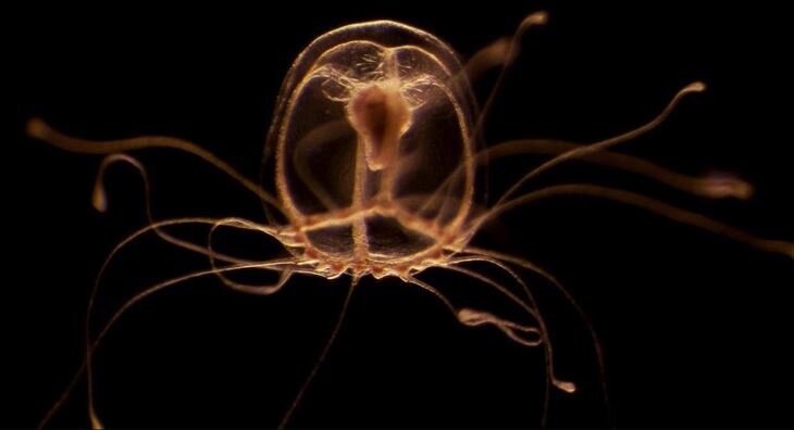    Секрет бессмертия у медуз расшифровали ученые