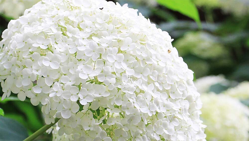 Гортензия. Фото: pixabay.com