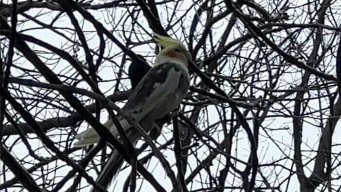     В Ростове жители ЗЖМ сообщили о сбежавшем попугае корелла, которого мучают вороны, фотографией поделились очевидцы в соцсетях.