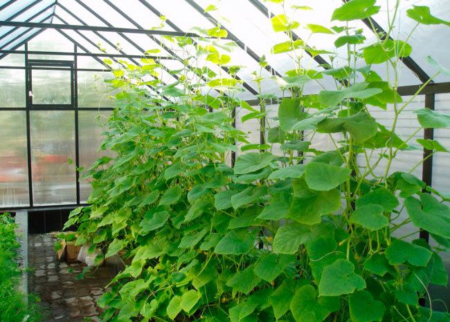 Одним из важнейших этапов выращивания огурцов в теплице является предварительная подготовка грунта