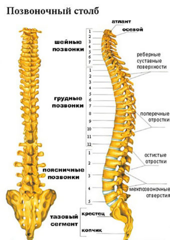  Позвоночник имеет форму буквы S