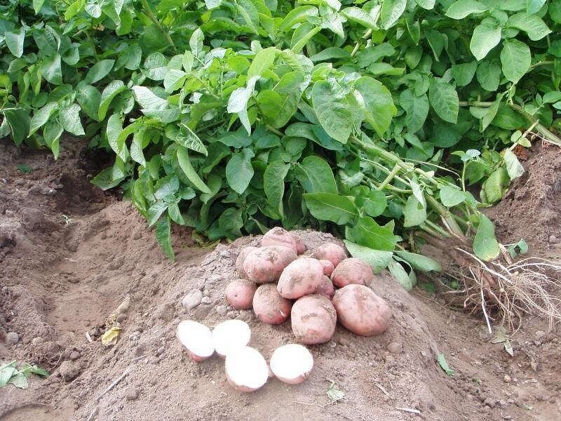   Картофель высаживается на многих дачных и приусадебных участках, и многие огородники сталкивались с проблемой засыхания его ботвы.-2