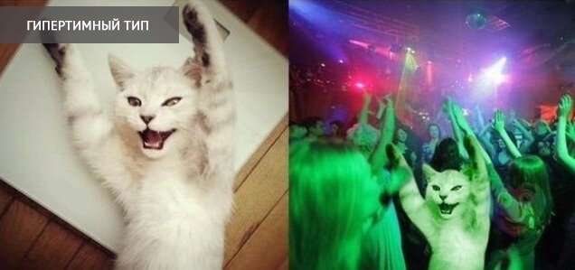 Кот-тусовщик