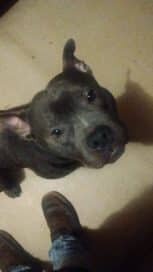 pit bull Remington