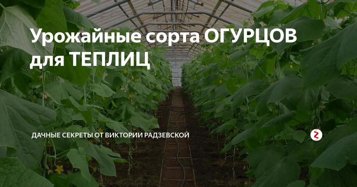 Какие сорта огурцов для теплиц. Сорта огурцов для теплицы. Лучшие сорта огурцов для теплицы из поликарбоната в Подмосковье. Огурцы самые урожайные сорта для теплиц фото из теплиц. Огурцы для теплицы из поликарбоната сорта лучшие отзывы брокколи