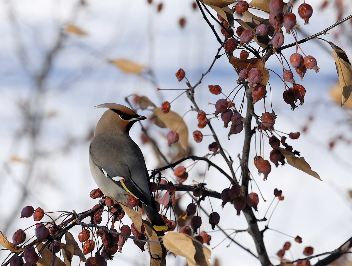 Фото: flickr.com