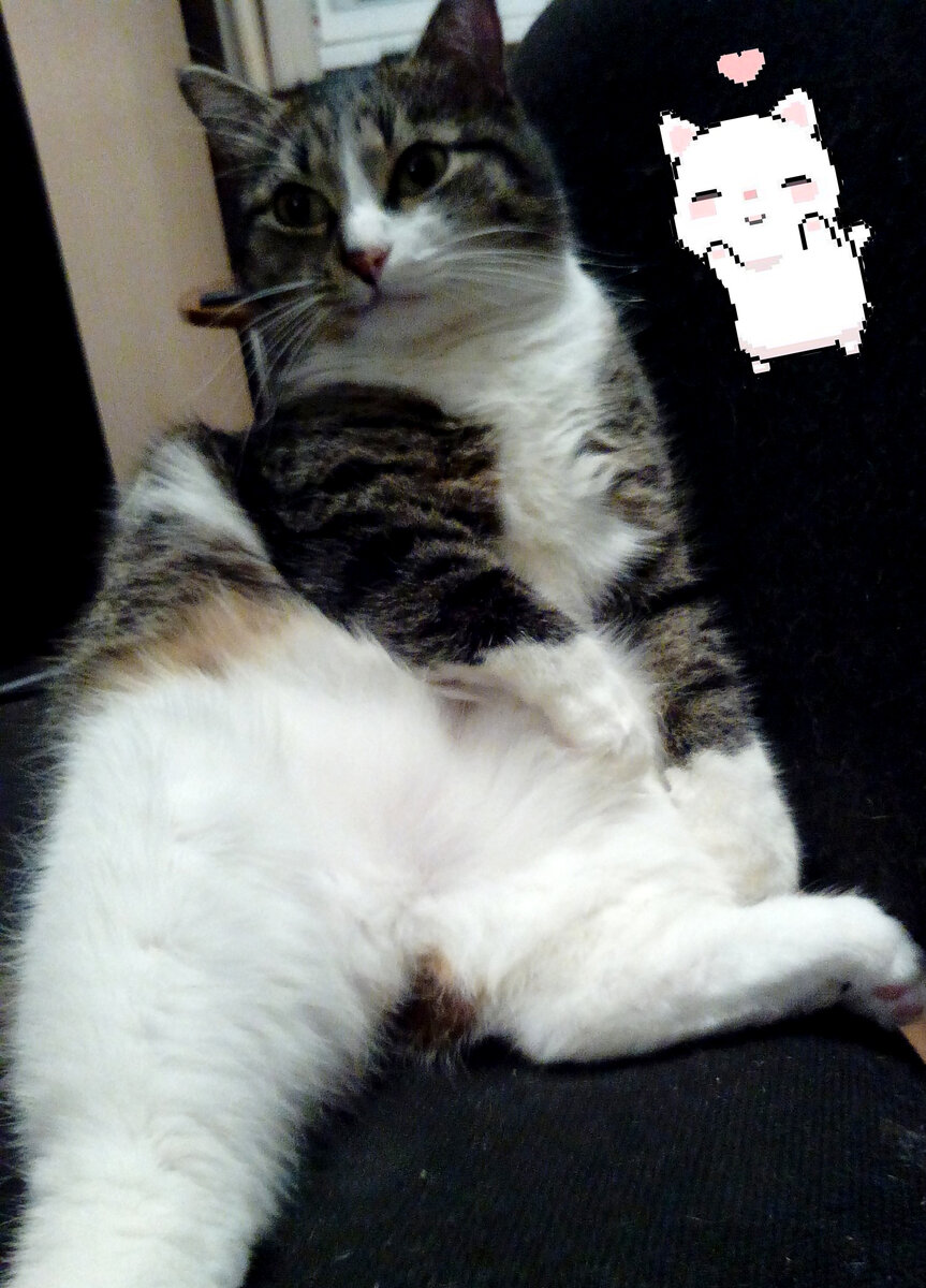 Мой котик Бакс