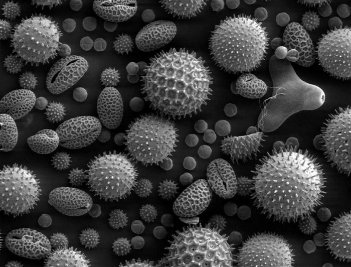 Фото: William Crochot. Dartmouth Electron Microscopy Facility.