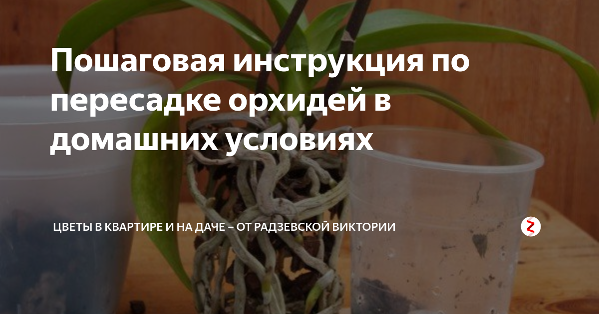 Как правильно пересадить орхидею в домашних условиях в другой горшок пошагово фото