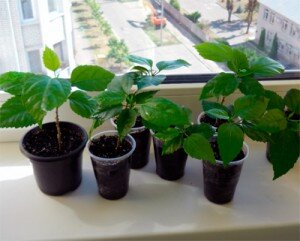 Размножение растений семенами – наиболее распространенный метод. У гибискуса появляются семена после того, как бутон увядает. Чтобы собранные семена дали свои плоды, перед посадкой их следует подготовить. Для этого их требуется замочить в воде со стимулятором роста минимум на 12 часов. После этой процедуры семена необходимо обезжирить в слабом растворе марганца, выложить их на влажную салфетку и оставить в ней в теплом месте на пару дней.