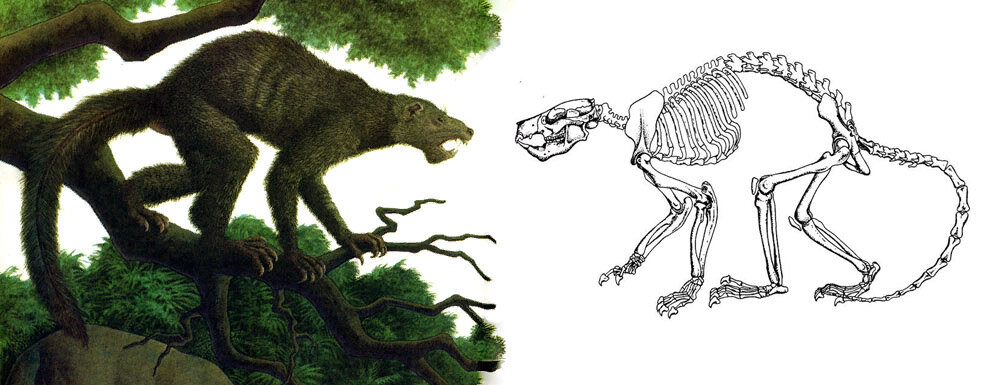 Плезиадапис и его скелет