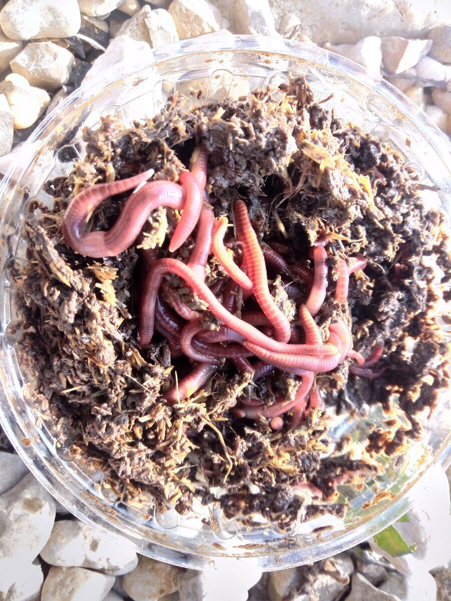 фото земляного червя - цена такой пачки 30 руб...