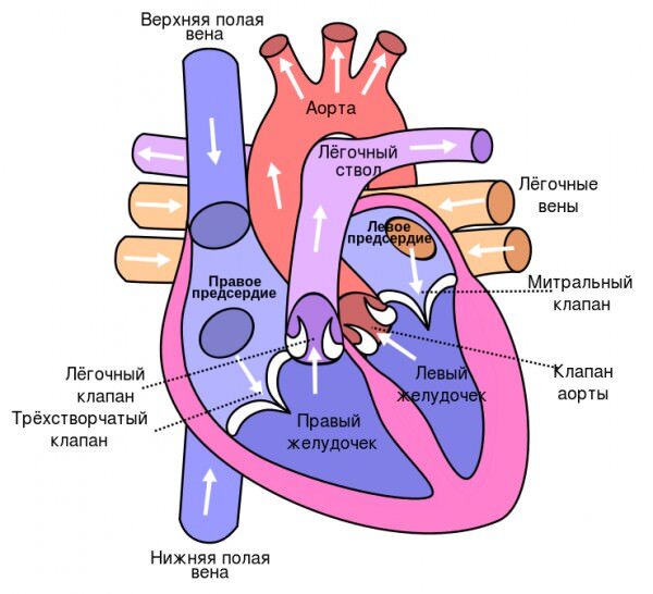 Источник изображения: https://ru.wikipedia.org/