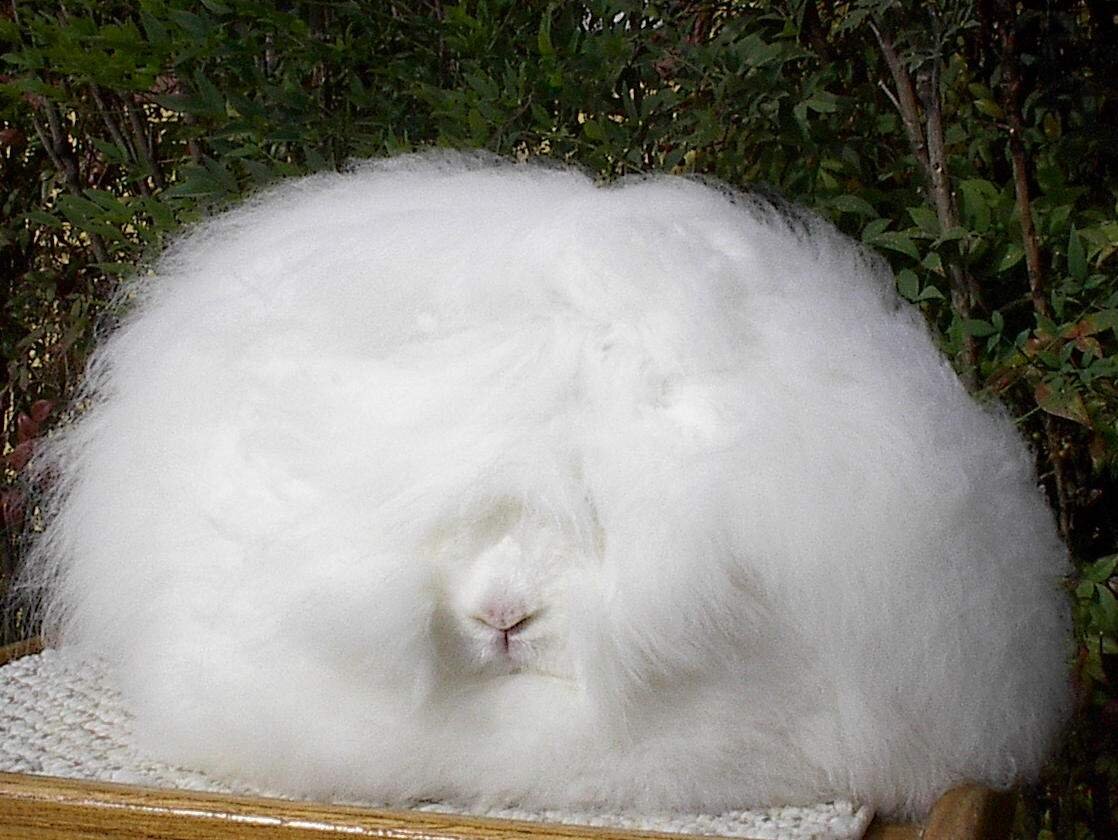 Гигантский ангорский кролик