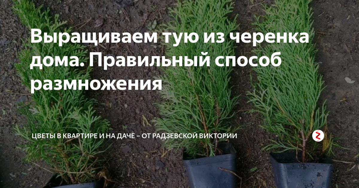 размножение туи, черенкование туи весной, размножение туи черенками в домашних условиях, черенкование туи золотистой