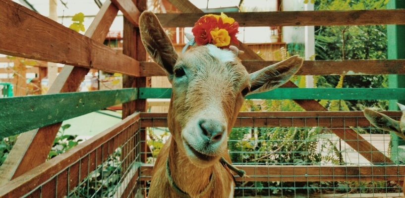 Фото: vk.com/botanic_garden_vologda