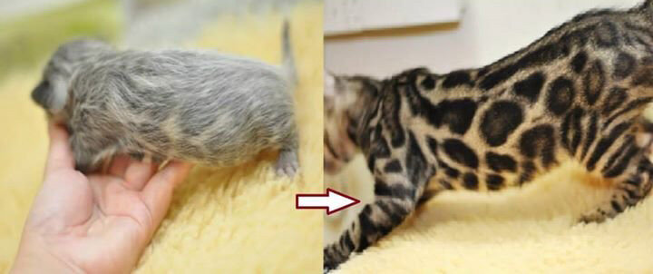 Пример фазинга у бенгальского котёнка