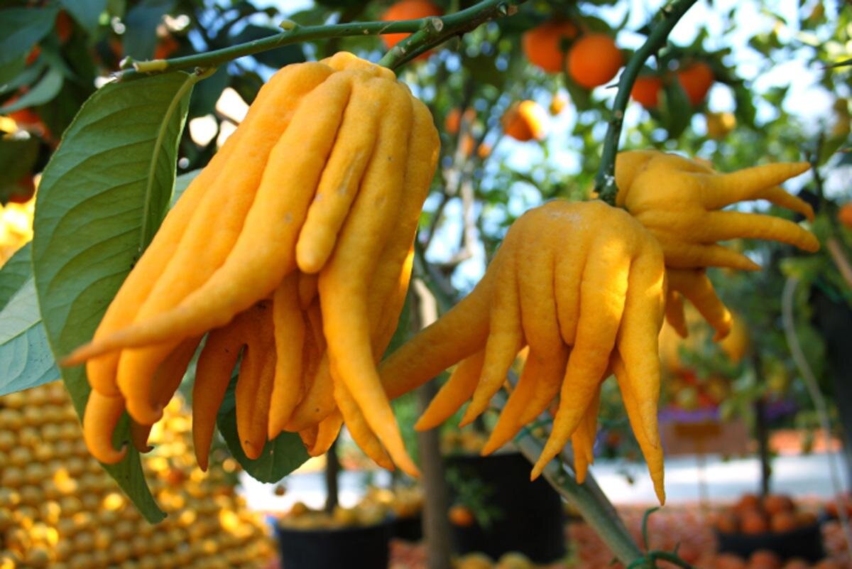 Buddha fruit. Цитрон рука Будды. Цитрон пальчатый. Цитрон пальчатый рука Будды. Рукка Будды фрукт.