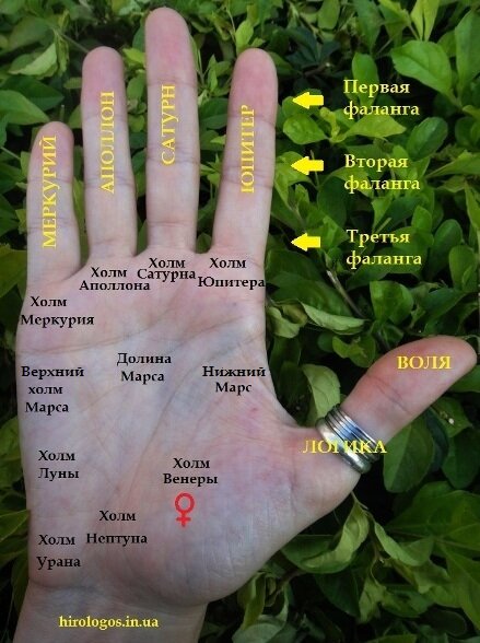 Карта руки в хиромантии.