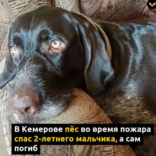 Фото из соц.сети хозяйки.