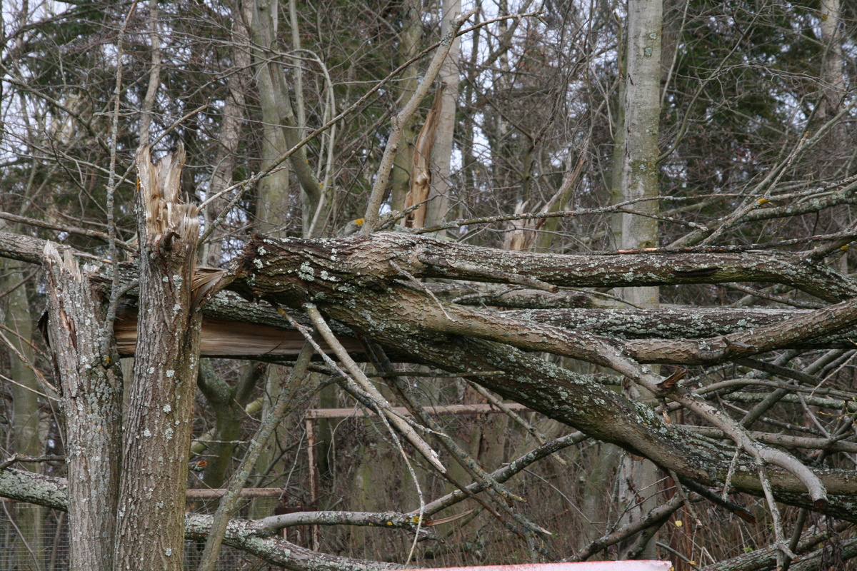 © Надежда Гайдаренко