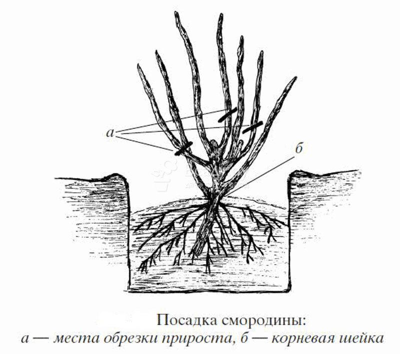 Схема посадки смородины