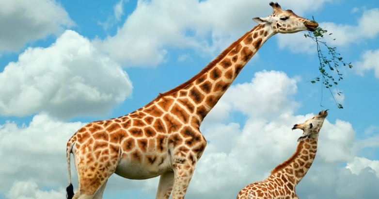 Источник Фото: https://million-wallpapers.ru