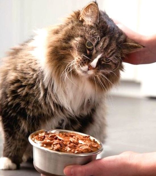Почему кошка постоянно просит есть: 5 неочевидных причин