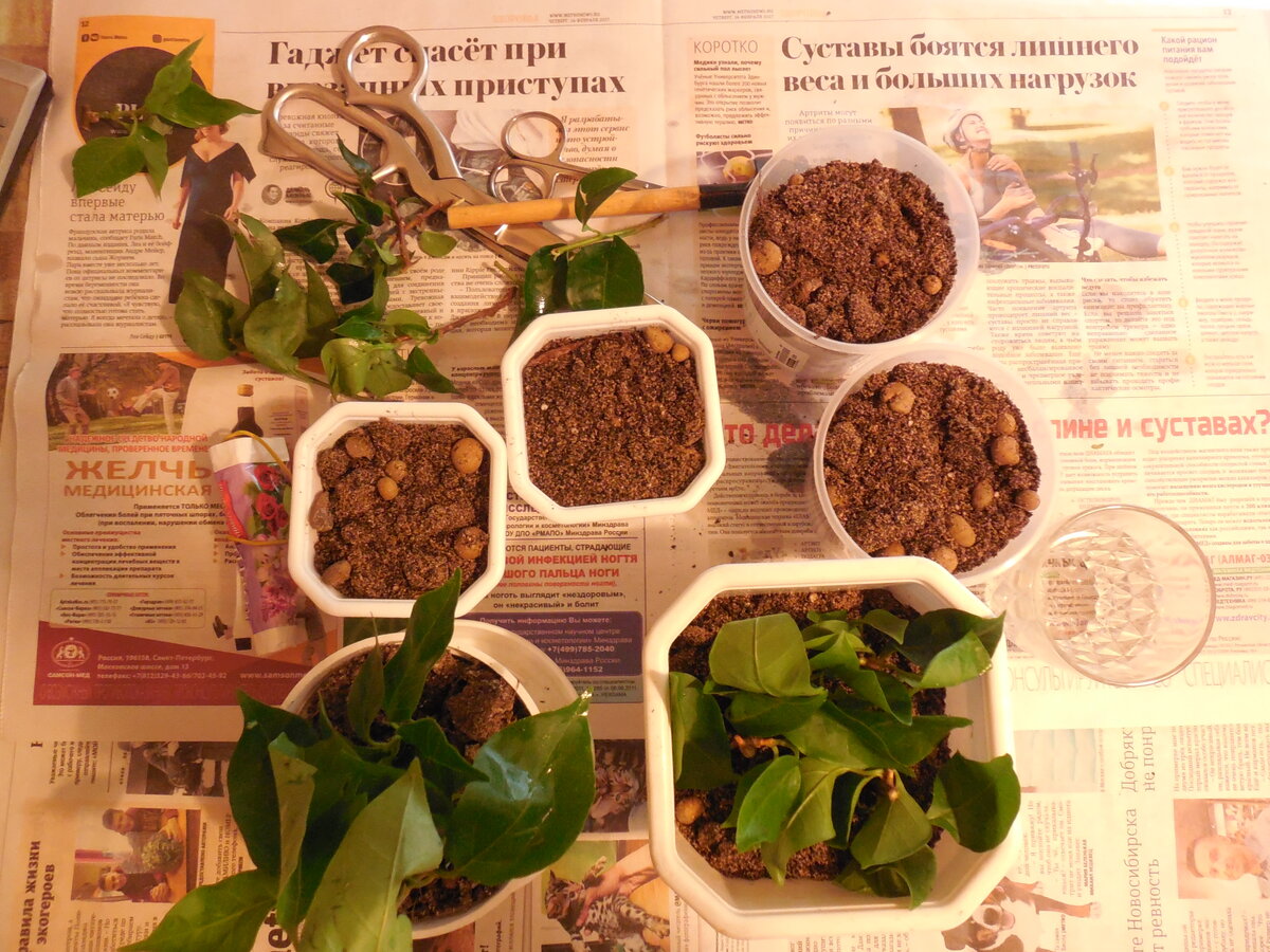 Нижние листья у черенков срезают. Грунт должен быть очень легким, в него нужно добавить песок и керамзит. Не помешает таблетка Глиокладина, для профилактики корневых гнилей. Грунт сильно не уплотняйте, в рыхлом корни появятся быстрее