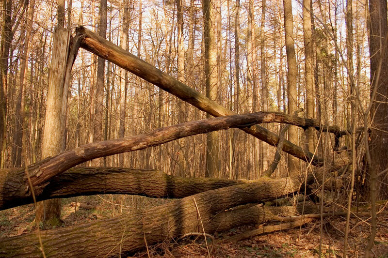 Фото: http://www.woodyman.ru