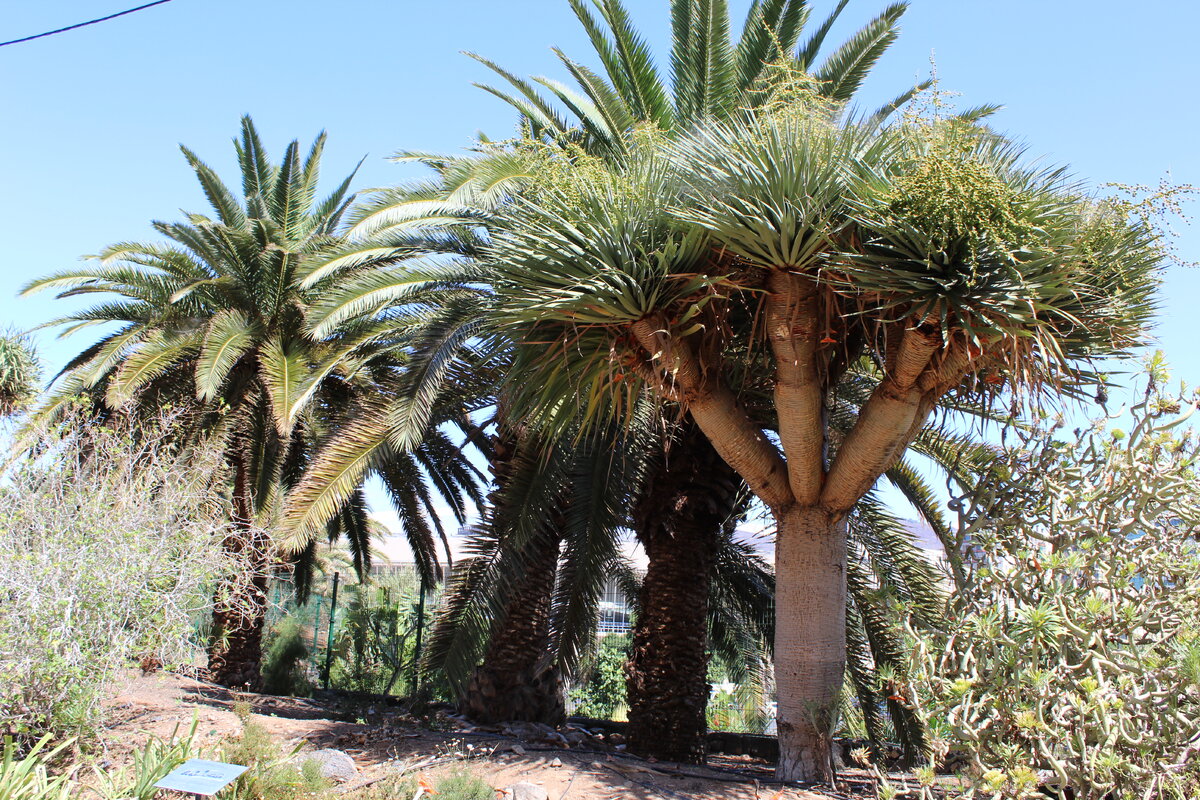 Пальметум. Фото автора