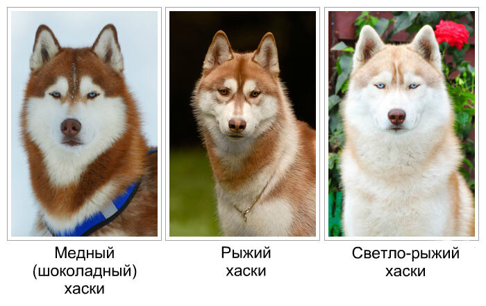 Разновидности пород хаски с фотографиями